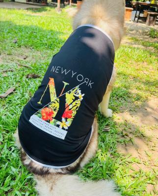 ÁO CHÓ LỚN NEW YORK - ĐEN (18 - 70)kgIMG_2493