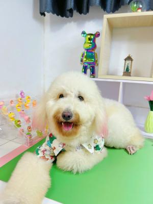 ÁO SƠ MI HOẠ TIẾT MÙA ĐÔNG DỄ THƯƠNGIMG_2637