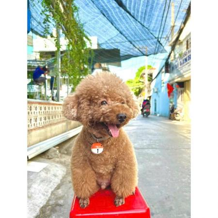 VÒNG CỔ CHUÔNG TO GIÁ RẺIMG_2745