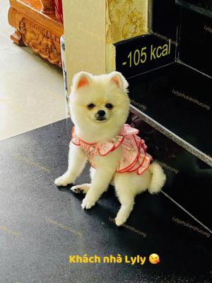 VÁY/ ĐẦM TẦNG HOA NHÍ HỒNG (1-12KG)z6353702804089_9b16210803f149888d715bd7e9251c61