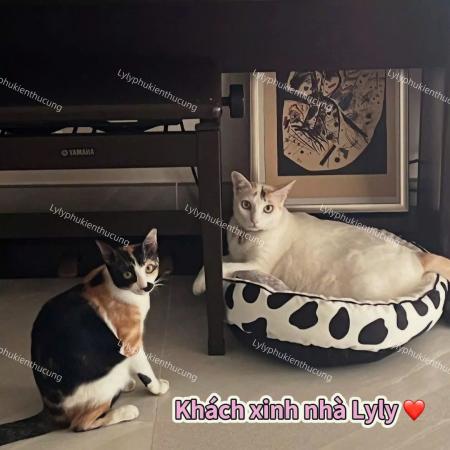 NỆM TRÒN BÒ SỮA (KÈM GỐI) (DƯỚI 6KG)z6353728580583_d0b902d0f6b97da82b01b9f875fc3295